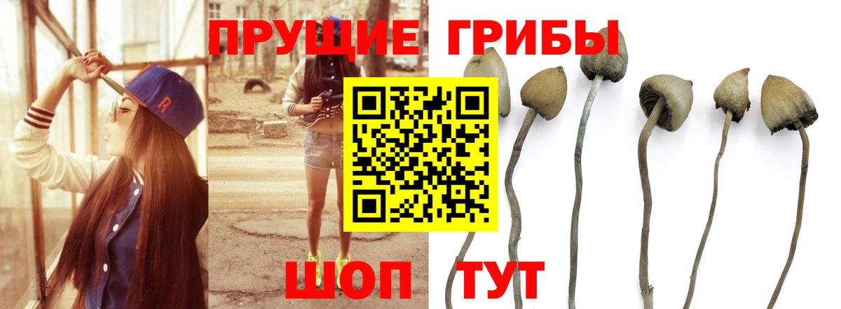 Галлюциногенные грибы мицелий  Галлюциногенные грибы Psilocybine cubensis  Истра  Вход с VPN 